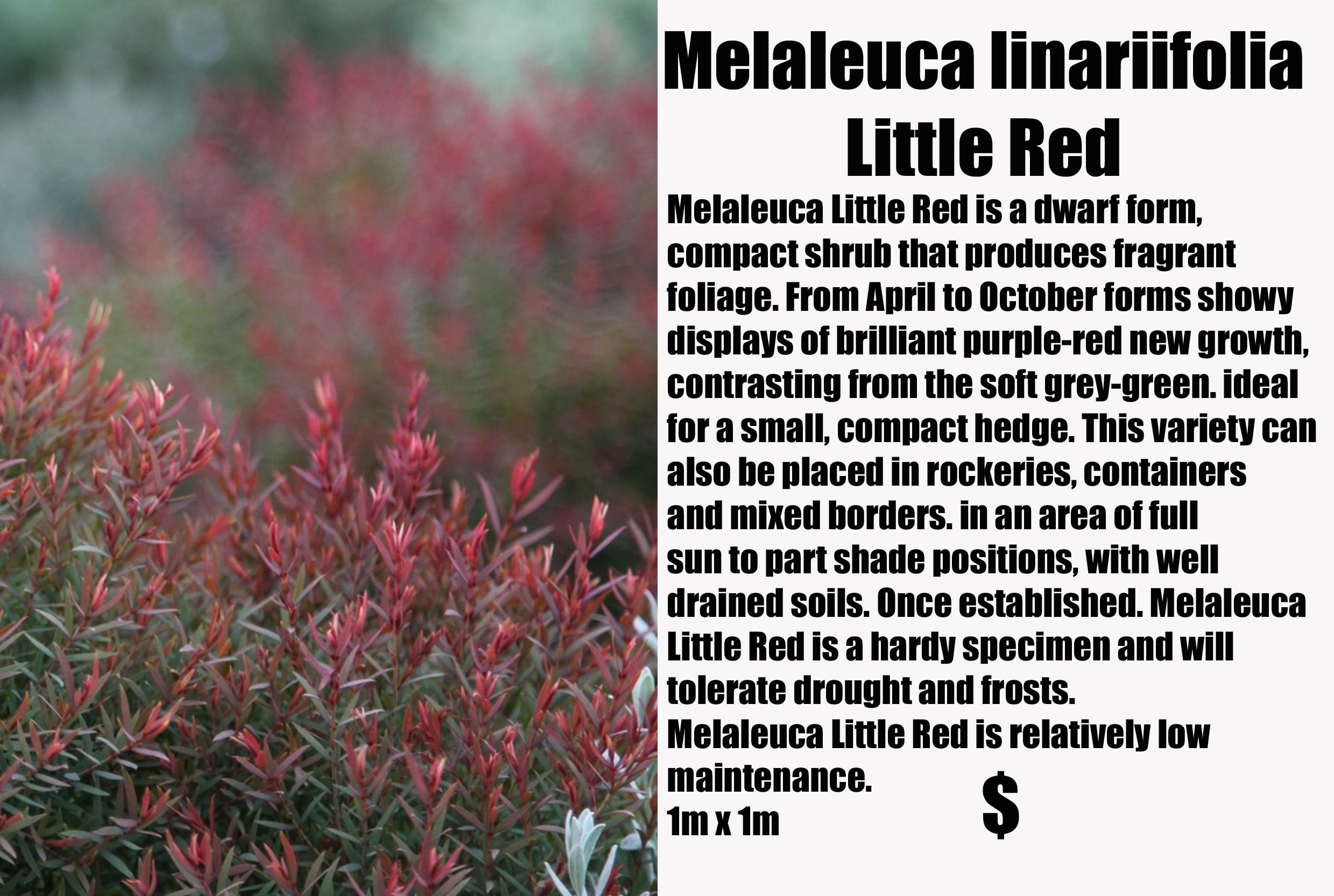 Melaleuca linariifolia Little Red PBR | SUTTON ROAD NURSERY