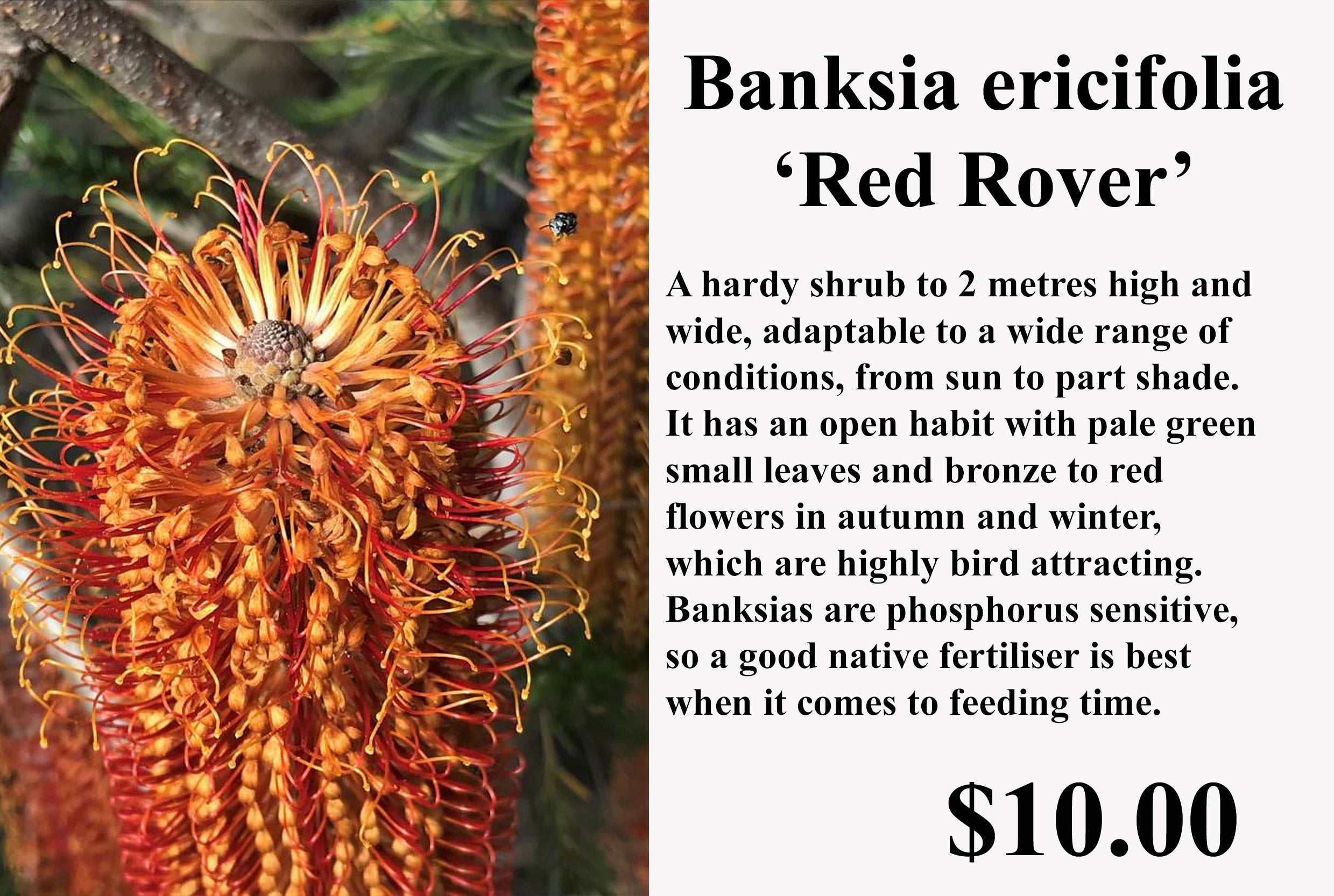 Baniska Reka Banksia ericifolia 'Red Rover' | SUTTON ROAD NURSERY